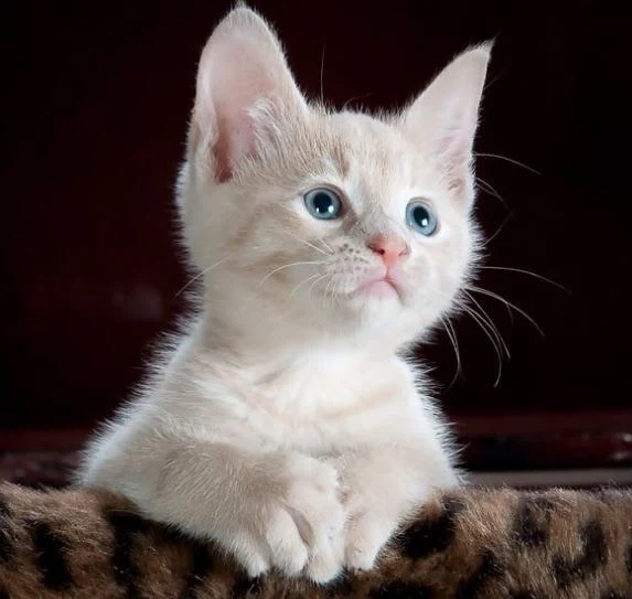 cute-cat-pictures-hd-images-photo-whatsapp-status-dp